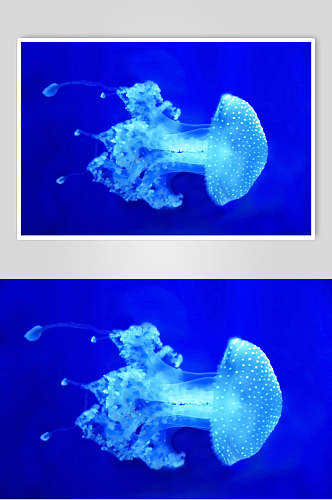 白色深海水母图片