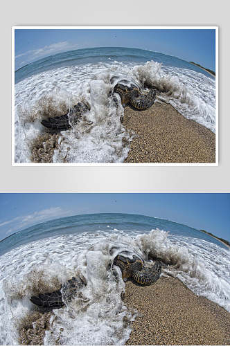 海龟乌龟海浪动物壁纸图片