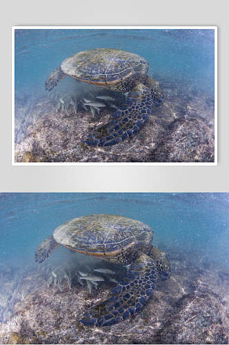 海龟乌龟