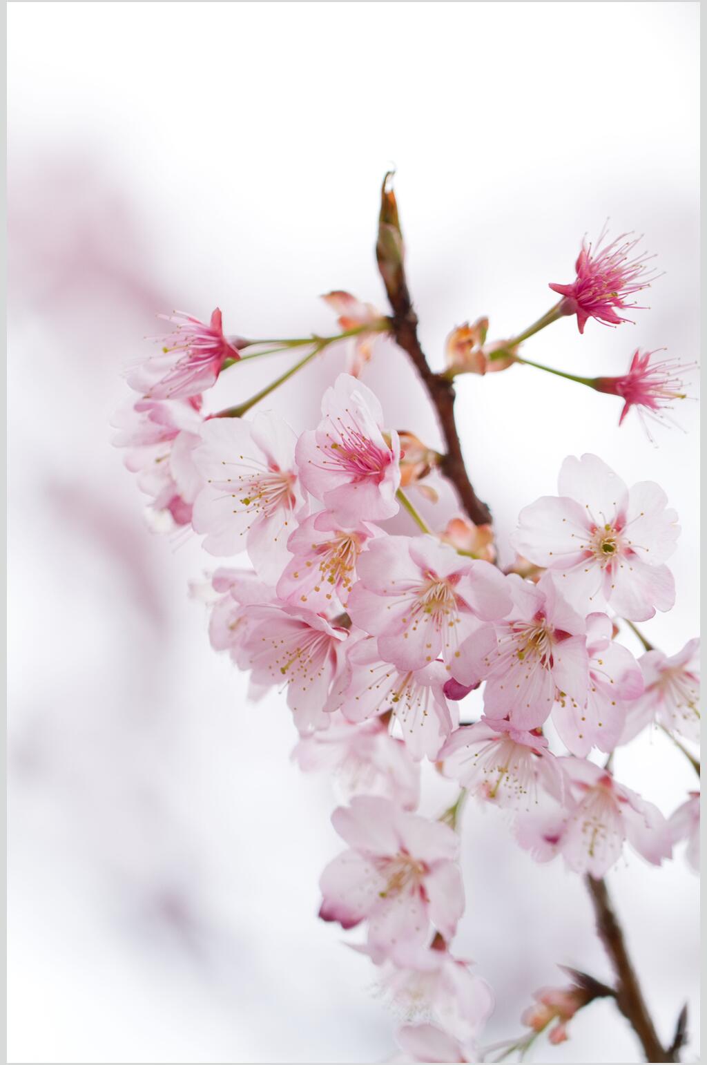 樱花图片素材