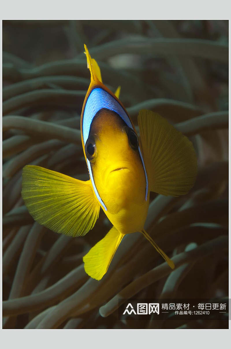 海底世界小丑鱼高清摄影图片素材素材