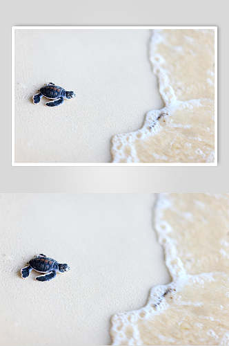 海龟乌龟摄影图片素材