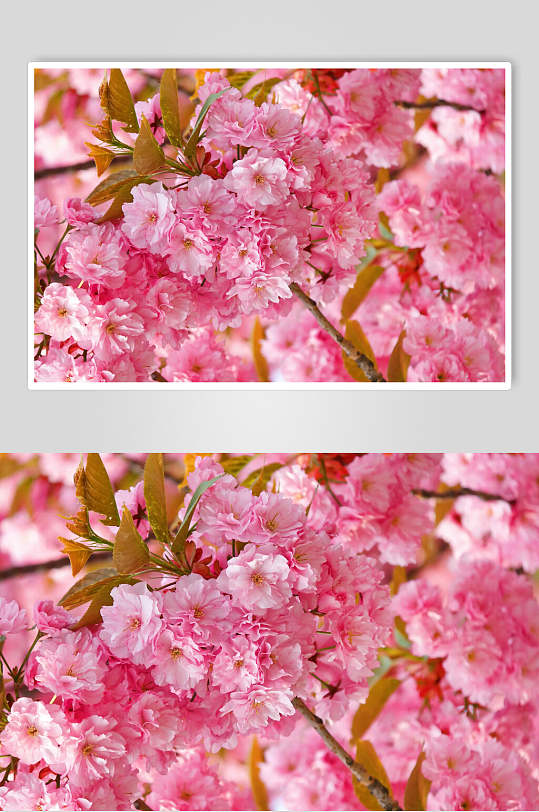 樱花照片墙图片-樱花照片墙素材下载-众图网