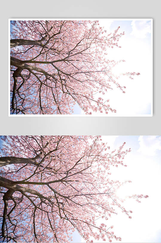 烂漫樱花树图片-烂漫樱花树素材下载-众图网