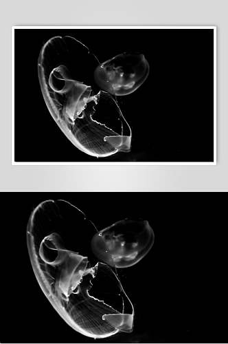 黑白水母高清摄影图片
