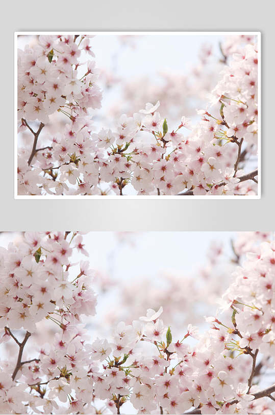 天守阁樱花图片