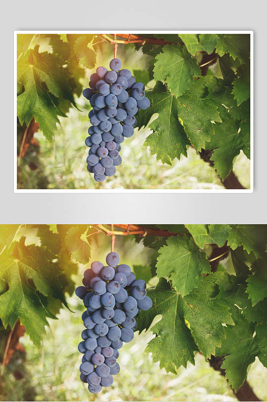 葡萄素材 高清葡萄素材免费下载 众图网