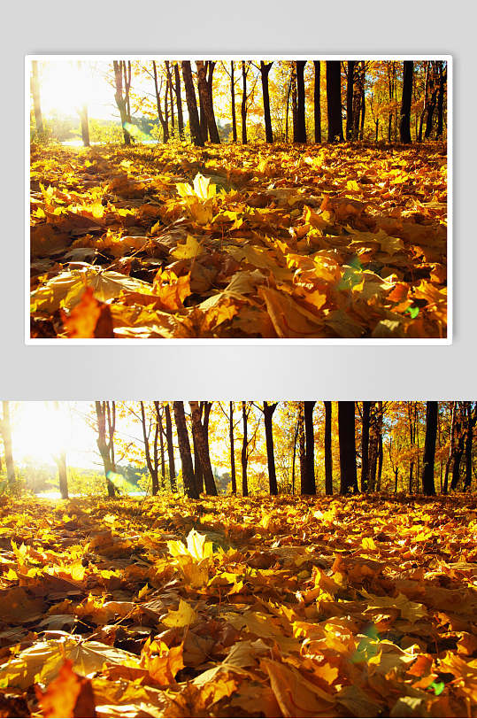 秋日秋季枫叶枫树林摄影图片素材秋天落叶