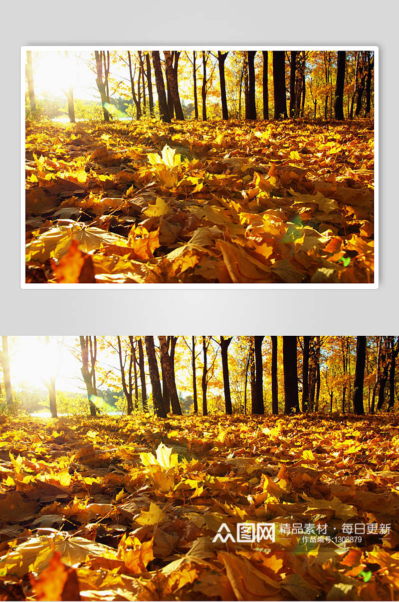 秋日秋季枫叶枫树林摄影图片素材秋天落叶素材