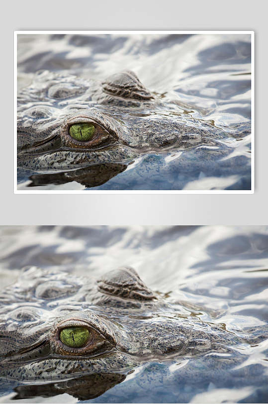 水中鳄鱼图片