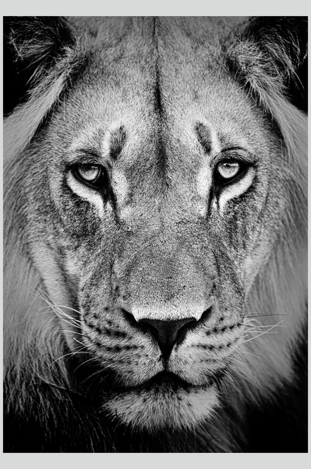 狮子侧面图片 黑白图片