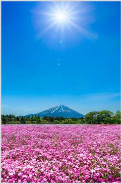 花海雪山太阳蓝天高清图片