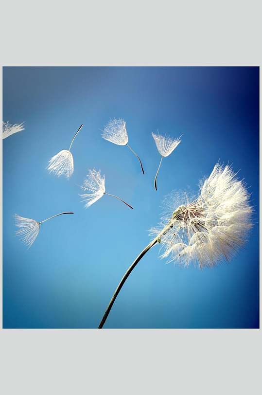 蒲公英风吹浪漫唯美摄影图素材图片