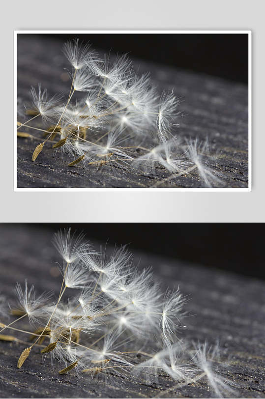 唯美蒲公英飘落图片大全大图摄影图素材