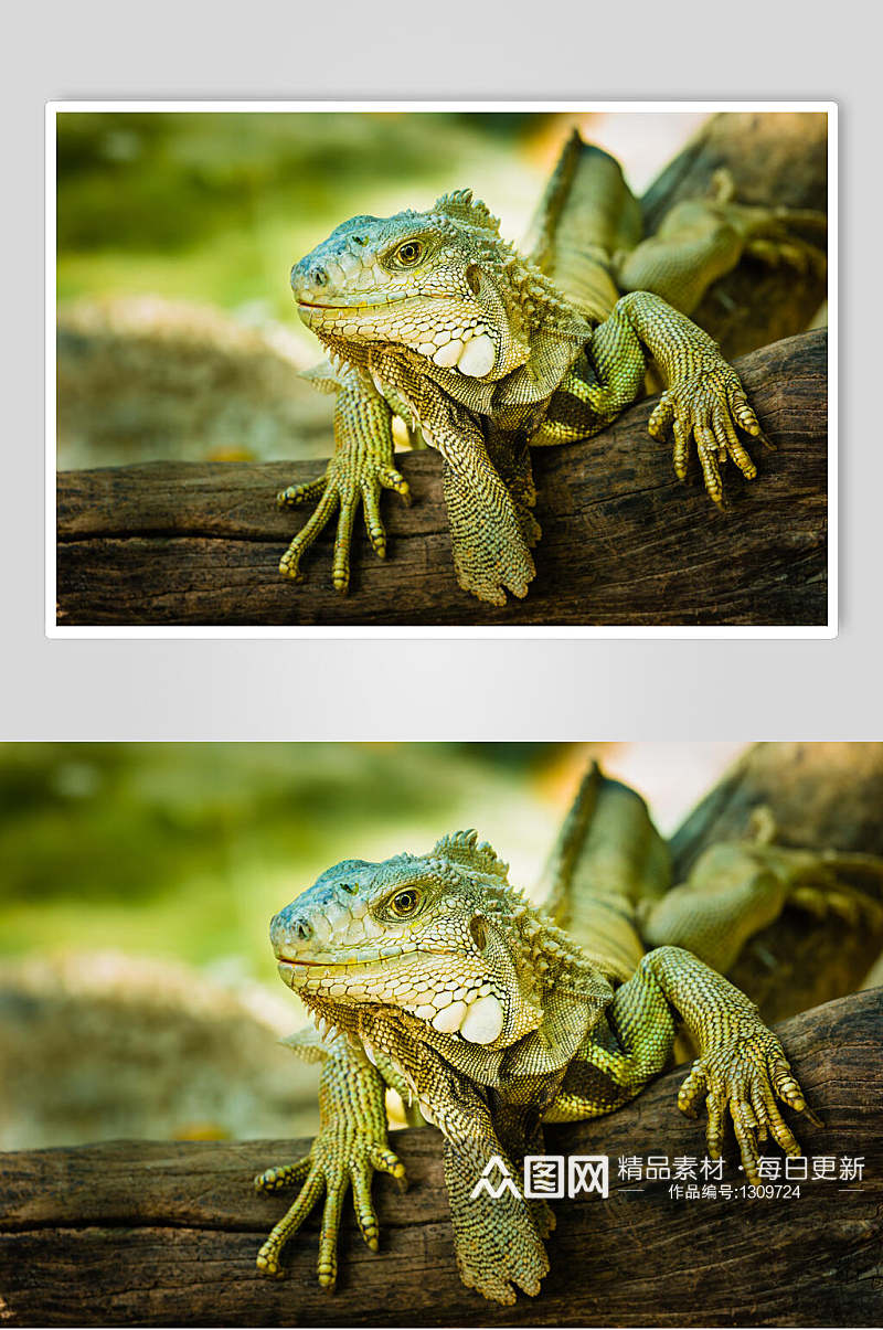 蜥蜴变色龙高清摄影图片素材素材