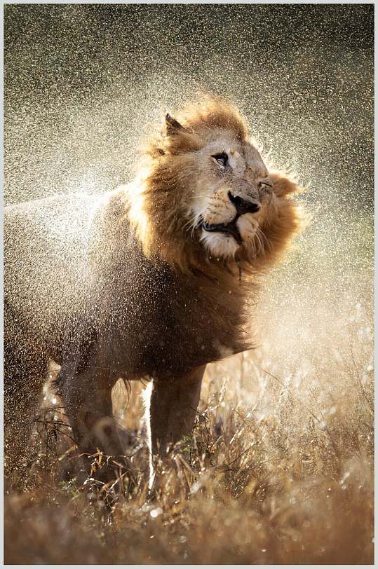 狮子图片草原狮子王公狮子雄狮摔水