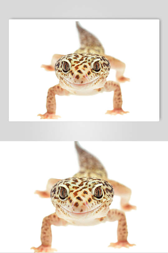 野生动物壁虎头部特写照片