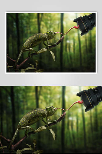蜥蜴变色龙摄影图片素材