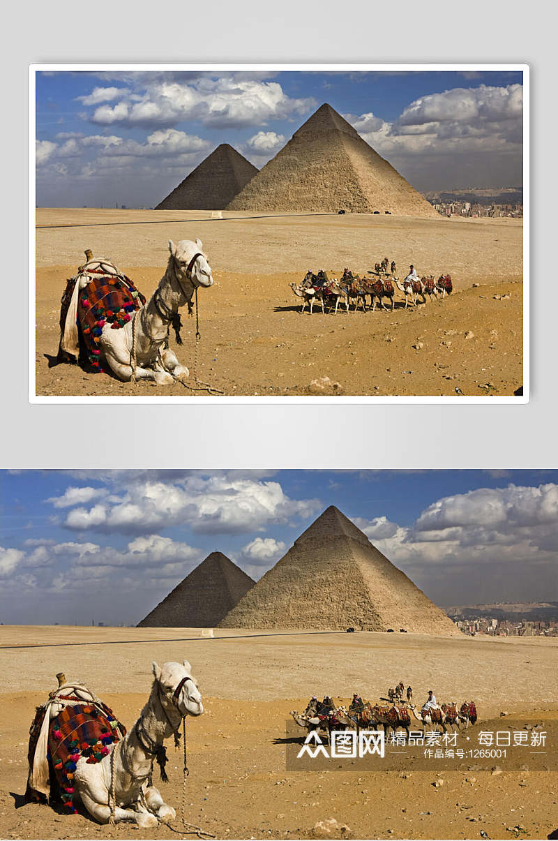 骆驼金字塔照片图片素材素材