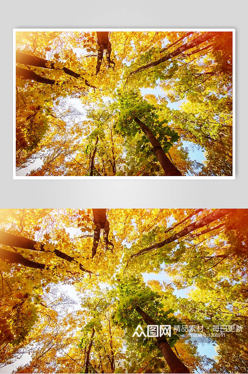林间小道枫叶枫树林摄影图素材秋天落叶素材