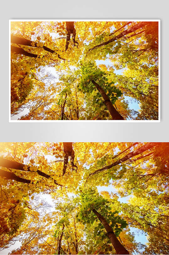 林间小道枫叶枫树林摄影图素材秋天落叶