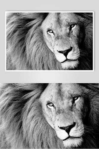 黑白狮子图片