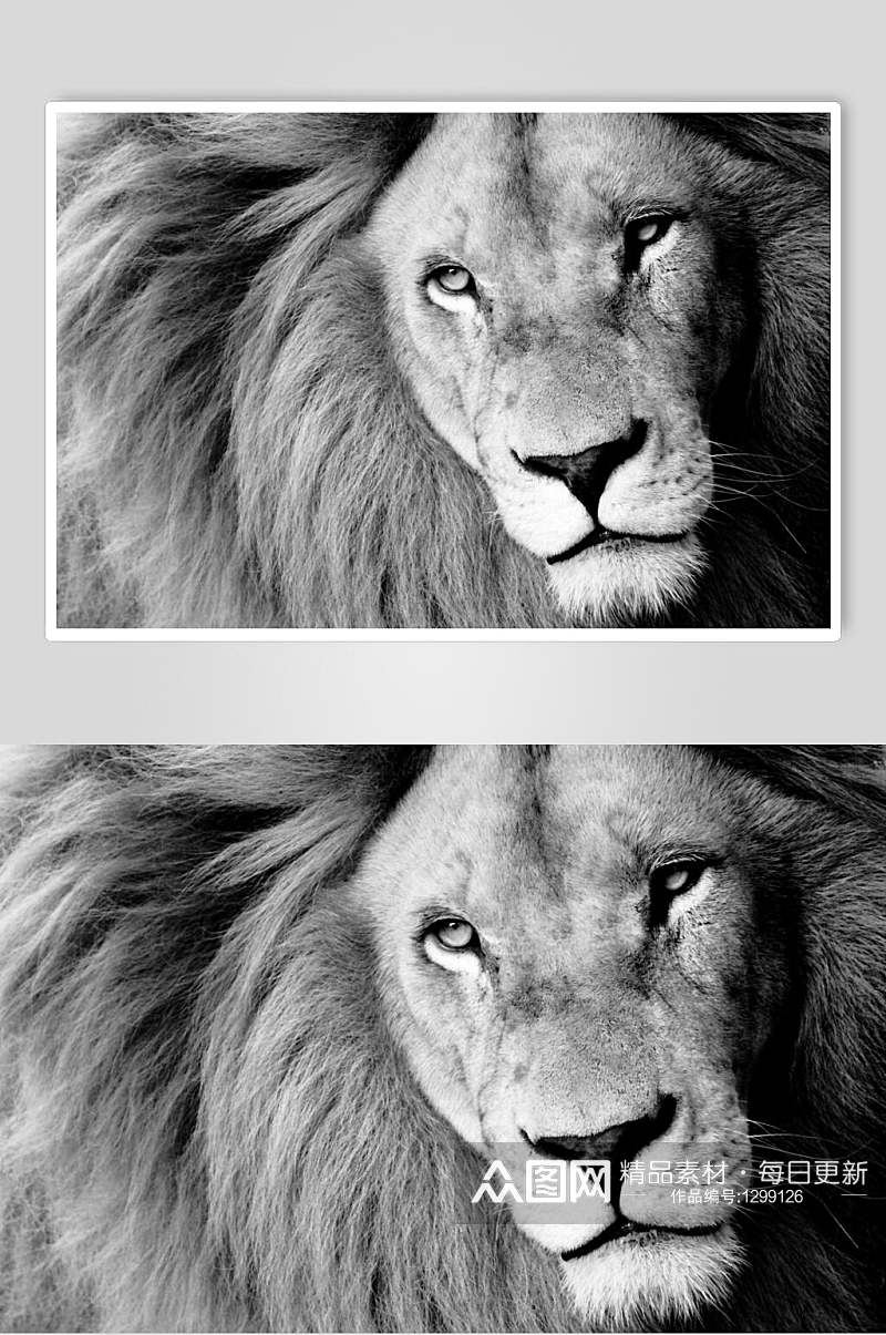 黑白狮子图片素材