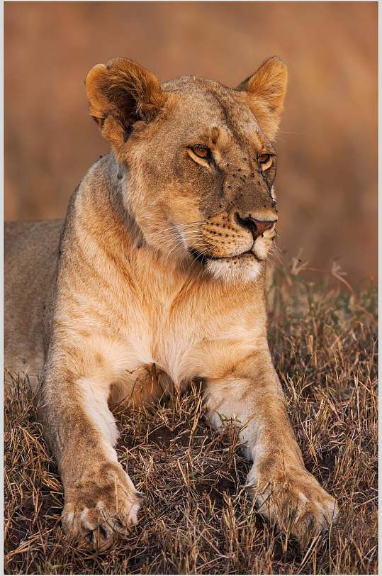 狮子图片母狮子捕猎素材狮子图片母狮子正面狮子图片草原狮子王公狮子