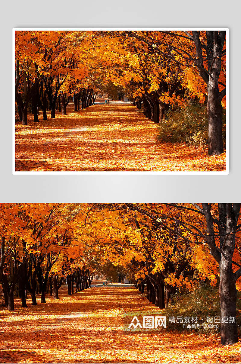 秋天秋季枫叶枫树林摄影高清图片素材落叶素材