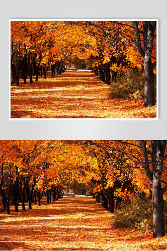 秋天秋季枫叶枫树林摄影高清图片素材落叶