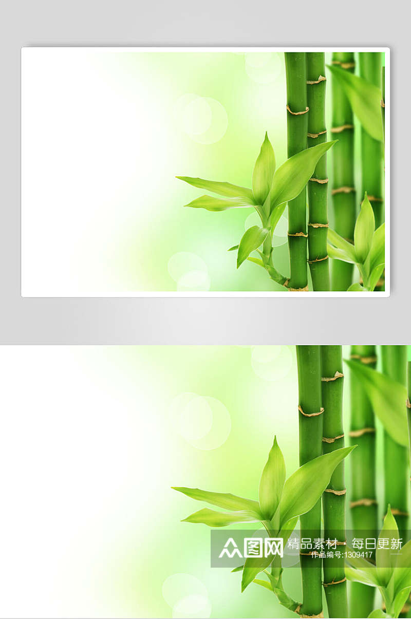 竹子绿色修竹高清图片素材竹林素材