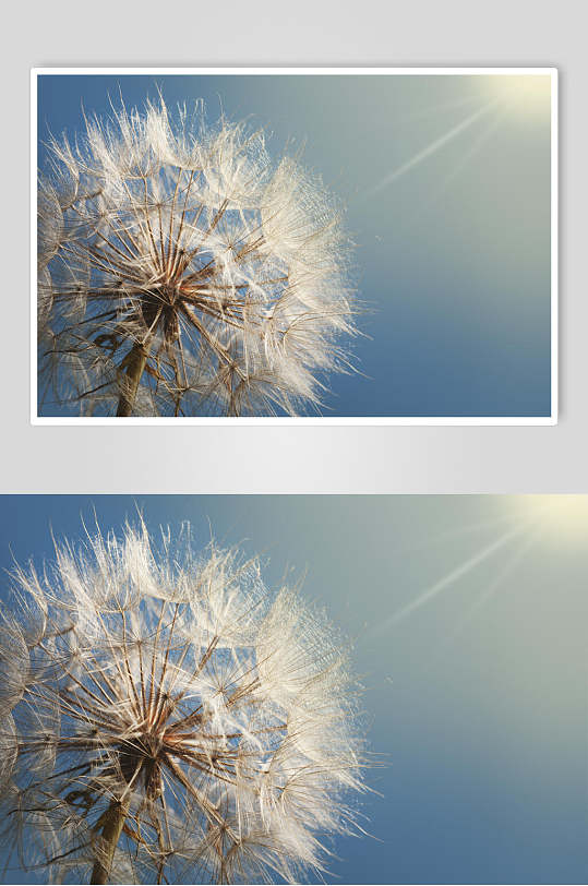 蒲公英风吹浪漫唯美摄影图素材图片