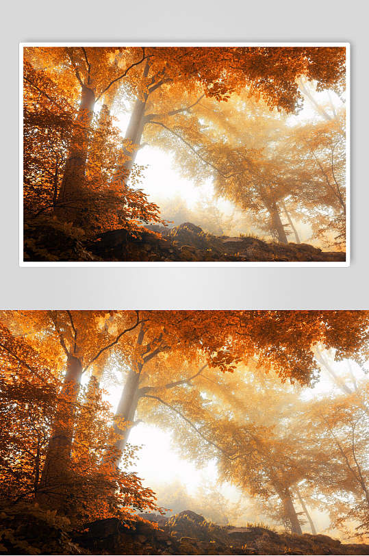 秋天落叶夕阳枫叶枫树林摄影图素材
