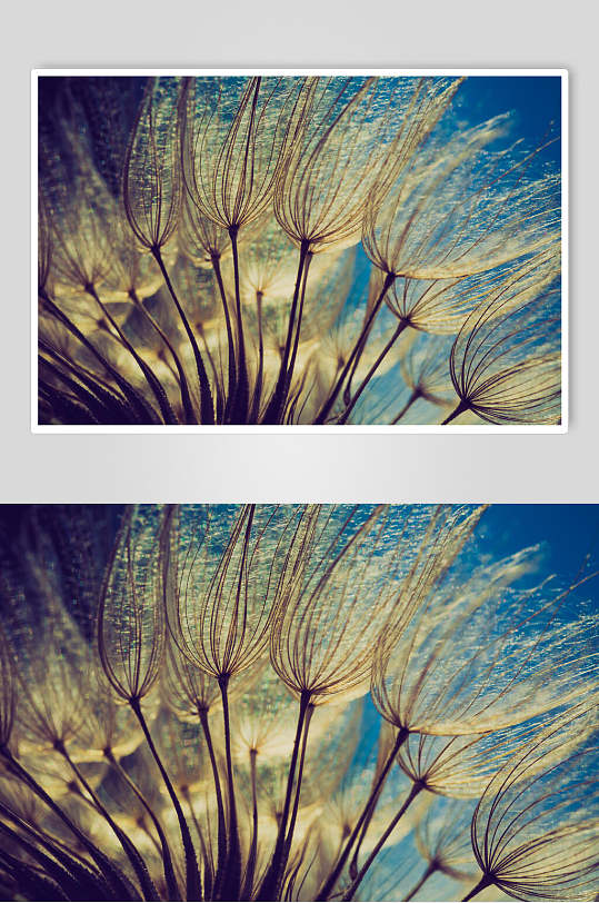 蒲公英风吹浪漫唯美摄影图素材图片