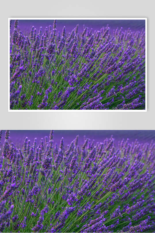 薰衣草海报背景图片-薰衣草海报背景设计素材-薰衣草海报背景模板下载