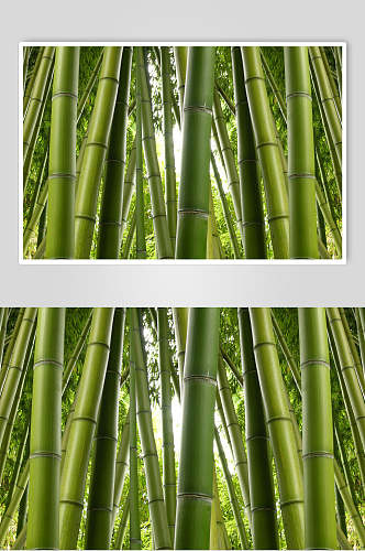 竹子竹林绿色修竹摄影图片素材