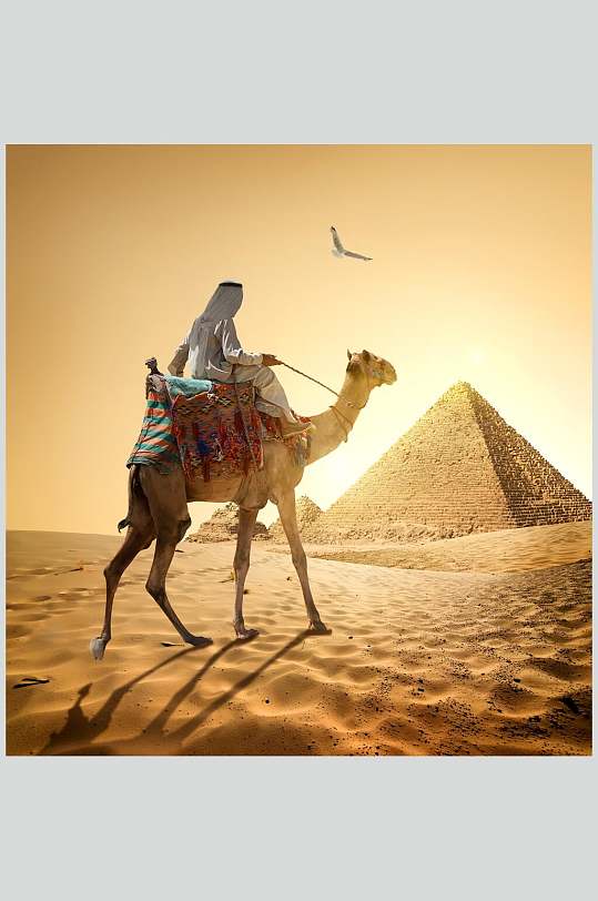 金字塔骆驼沙漠之舟埃及文化图片