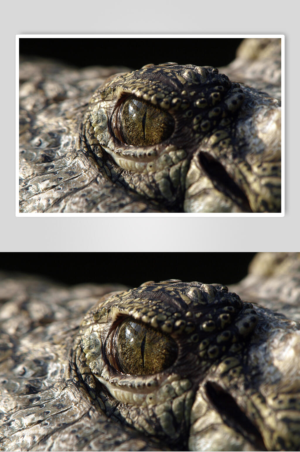 鳄鱼眼睛结构图片