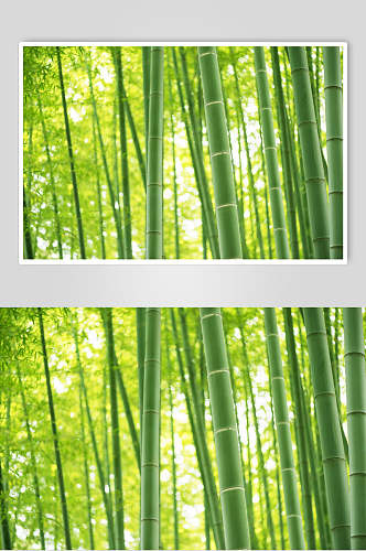绿色修竹高清图片素材竹子竹林