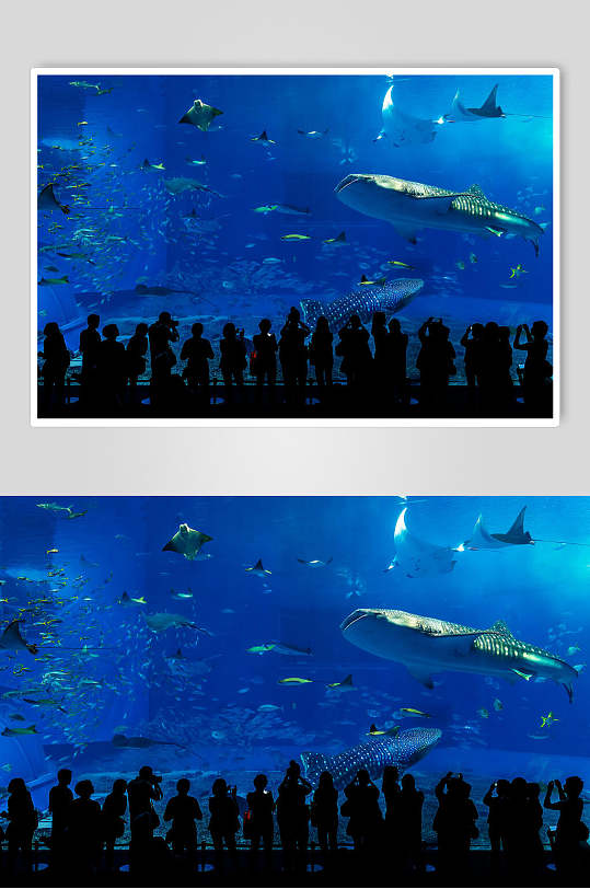 海洋馆鲸鲨高清图片