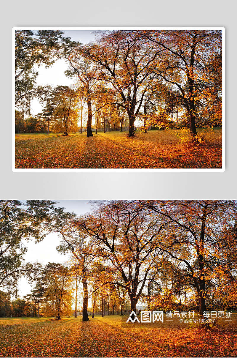 秋天落叶秋枫叶枫树林摄影图素材素材