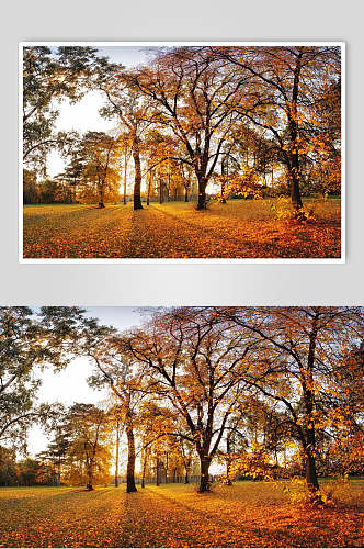秋天落叶秋枫叶枫树林摄影图素材