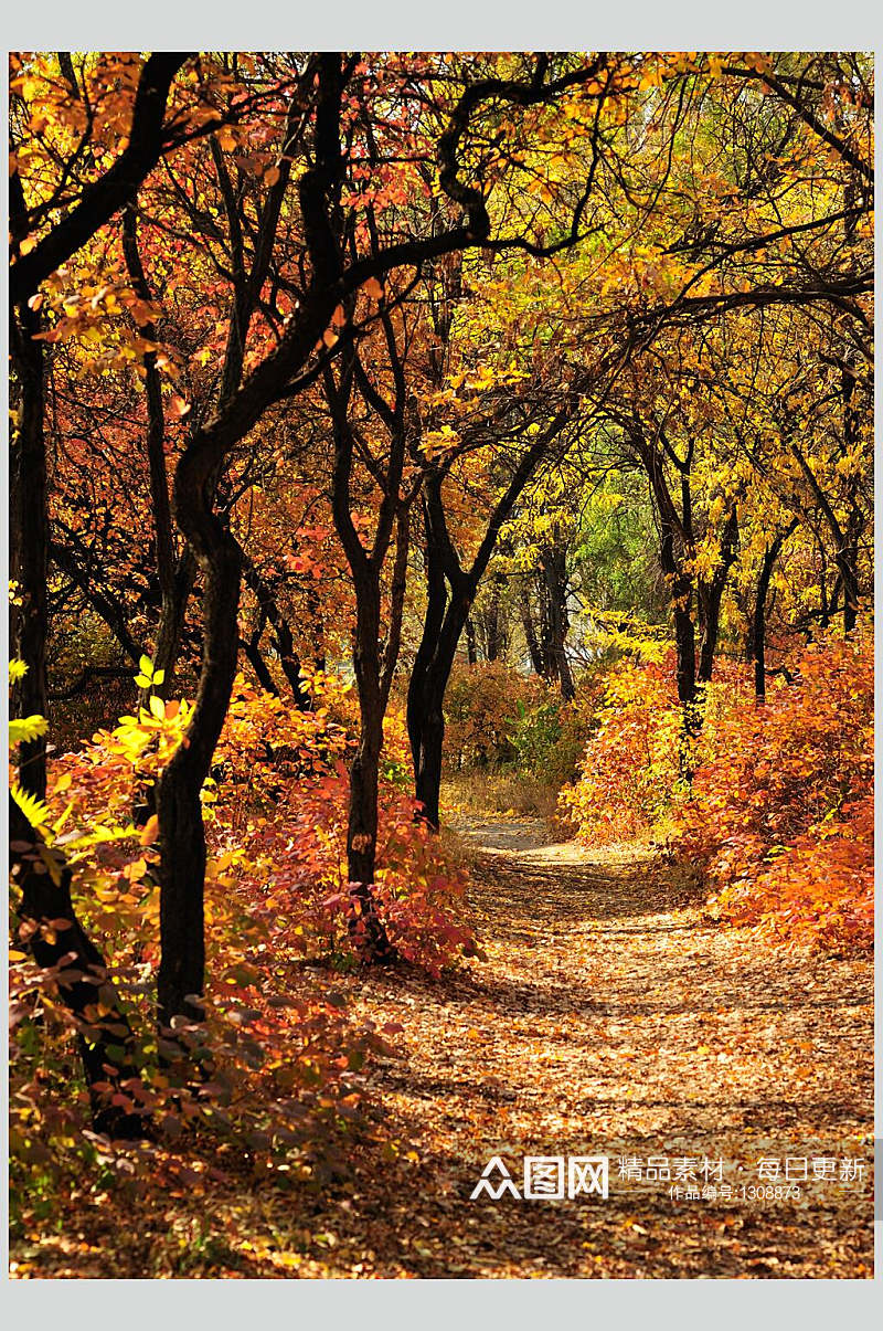 秋天落叶秋季枫叶枫树林摄影图片素材素材