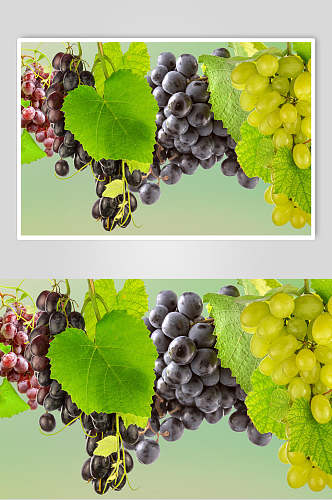 青提提子新鲜马奶葡萄素材葡萄图片