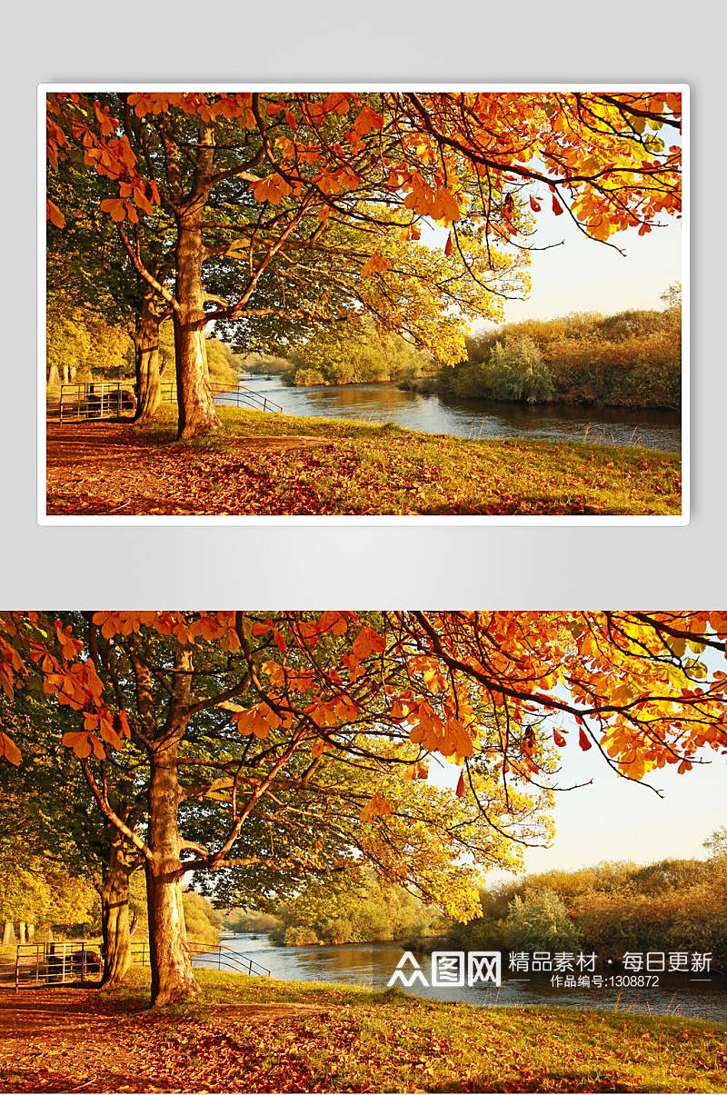 枫叶枫树林摄影高清图片素材秋天落叶素材