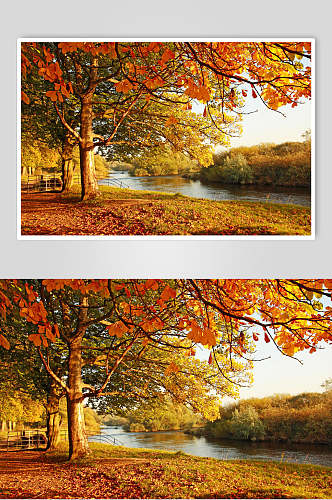 枫叶枫树林摄影高清图片素材秋天落叶