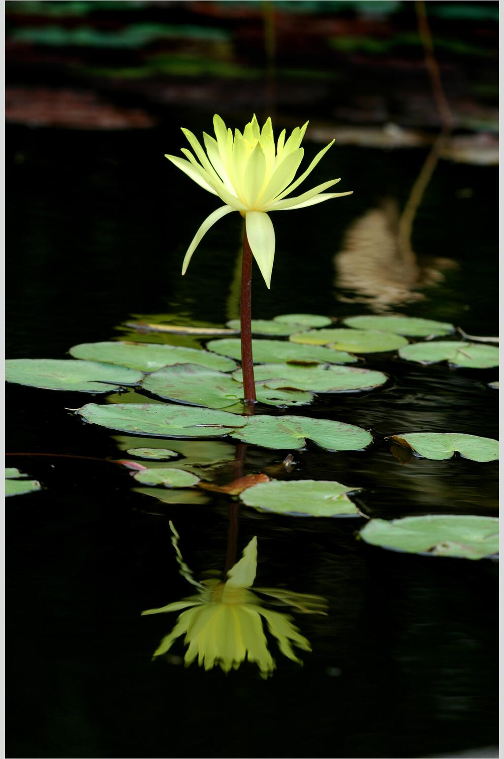 莲花图片素材