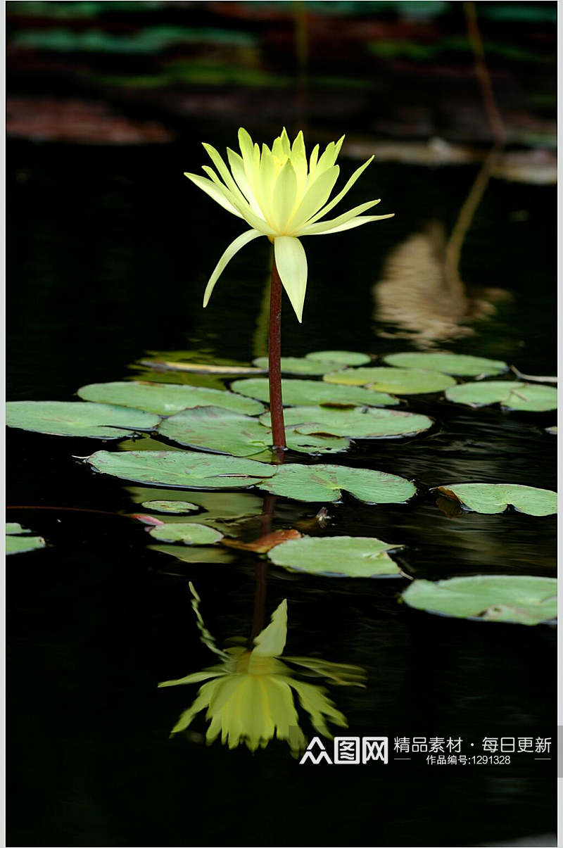 莲花图片素材