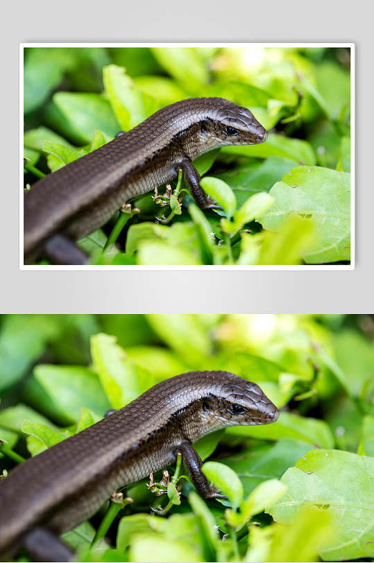 蜥蜴变色龙爬行动物摄影图片素材