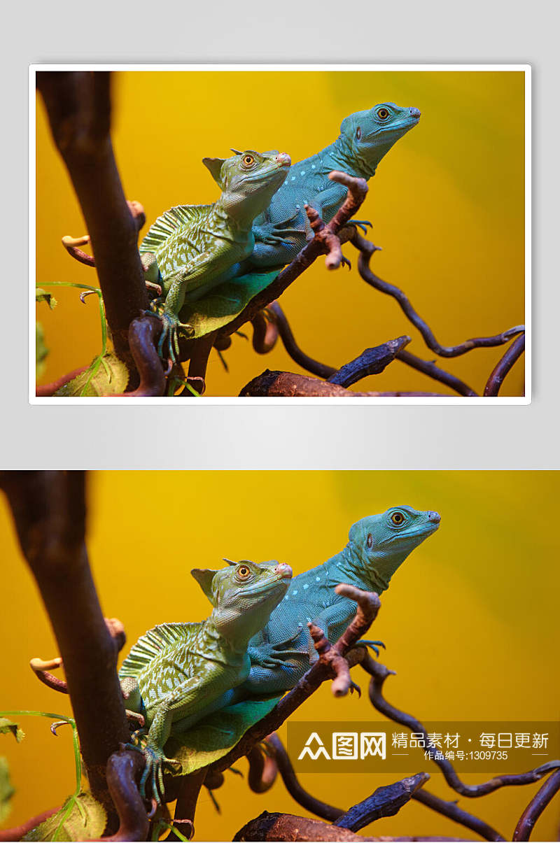 蜥蜴变色龙摄影图片素材素材